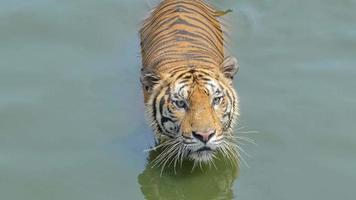 El tigre de Bengala nadaba en un estanque.