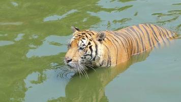 El tigre de Bengala nadaba en un estanque.