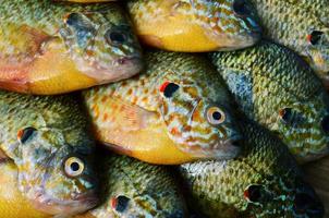 Flier fish. Centrarchus macropterus. Lepomis gibbosus. photo