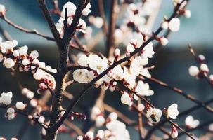 Blooming apricot tree branch photo