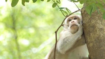 macaco sentado em uma árvore na floresta estacional decidual video