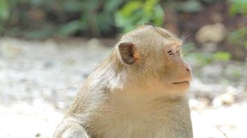 macaco sentado em uma árvore na floresta estacional decidual video