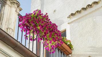 las flores de petunia en la barandilla de una casa con paredes blancas foto