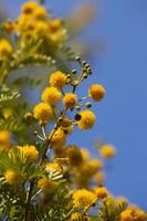 Yellow Flowers in Nature photo