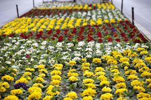 Yellow Flowers in Nature photo