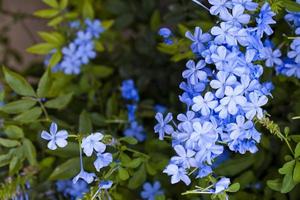 flores y hojas románticas azules foto de flora