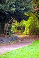 Seasonal Trees and Roads Green Nature in Park photo