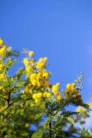 Yellow Flowers in Nature photo