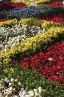 coloridas flores y hojas de flora romántica viva foto