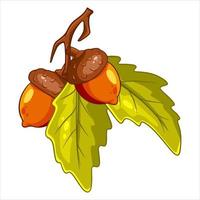 The fruit of the oak is edible. Two acorns on a branch with leaves. vector