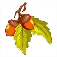 The fruit of the oak is edible. Two acorns on a branch with leaves. vector