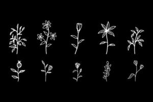 collection of hand drawn flowers vector