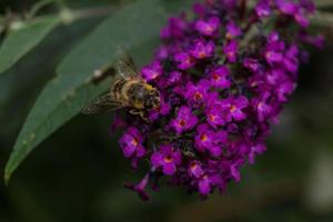 los insectos recogen polen en el jardín