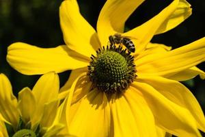 los insectos recogen polen en el jardín
