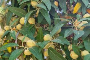 higuera con frutas foto