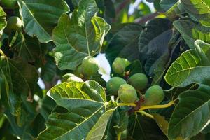 Fig tree with fruits photo