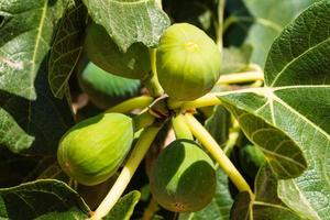 Fig tree with fruits photo