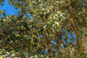 Fig tree with fruits photo