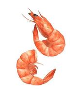Two shrimps. Watercolor food illustration. vector