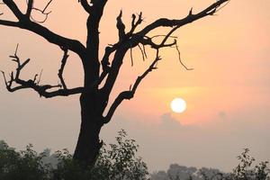 Hermosa vista del amanecer con árboles silueta de Tamil Nadu en India foto