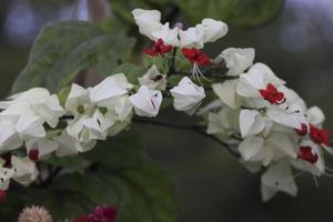 White Color Bleeding Heart Flower with green background photo