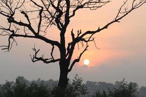 Beautiful view of Sunrise with Trees Silhouette  Tamil Nadu in India photo