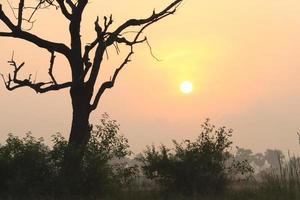 Beautiful view of Sunrise with Trees Silhouette  Tamil Nadu in India photo