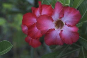 Flor de adenium rosa del desierto de color rosa y blanco con fondo verde foto