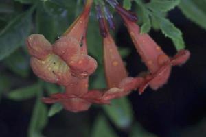 Closeup view of Orange Tecoma Flower with green background photo