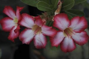 Pink and White Color desert rose adenium flower with Green Background photo