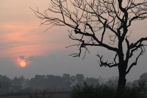 Hermosa vista del amanecer con árboles silueta de Tamil Nadu en India foto