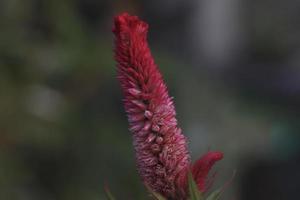 Pink Color Cockscomb Flower With Green Background photo