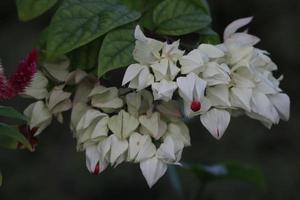 White Color Bleeding Heart Flower with green background photo