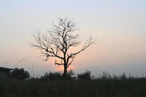 Beautiful view of Sunrise with Trees Silhouette  Tamil Nadu in India photo