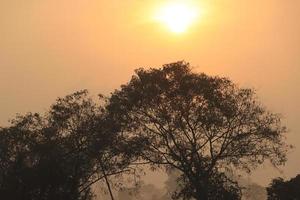 Hermosa vista del amanecer con árboles silueta de Tamil Nadu en India foto