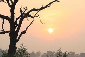 Hermosa vista del amanecer con árboles silueta de Tamil Nadu en India foto