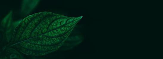 Tropical leaf on dark photo