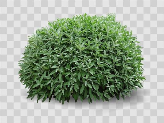 Green decorative realistic bush on the flower bed