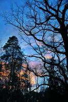 Trees in Nature in Park photo