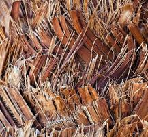 Natural Tree Wood Bark Trunk photo