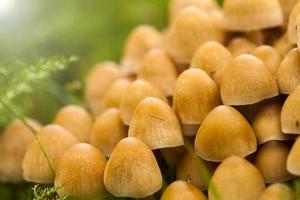 Seta hongo natural en la naturaleza verde foto