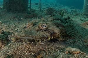 Fish swim in the Red Sea, colorful fish, Eilat Israel photo