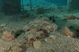 Fish swim in the Red Sea, colorful fish, Eilat Israel photo