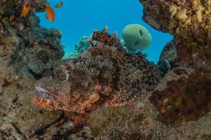 Fish swim in the Red Sea, colorful fish, Eilat Israel photo