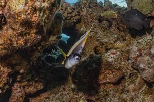 Fish swim in the Red Sea, colorful fish, Eilat Israel photo