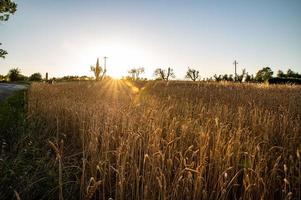 ditch grass at sunset of an orange color photo