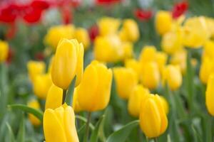 hermosos campos de tulipanes amarillos foto