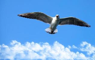 animal pájaro gaviota volando en el cielo foto