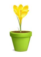 Crocuses in Flowerpot Vector Illustration Isolated on White