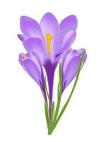 Vector Illustration of Crocus Flowers Isolated on White